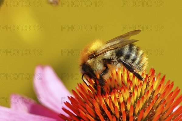 Field bumblebee (Bombus pascuorum), collecting nectar on a purple coneflower (Echinacea purpurea),