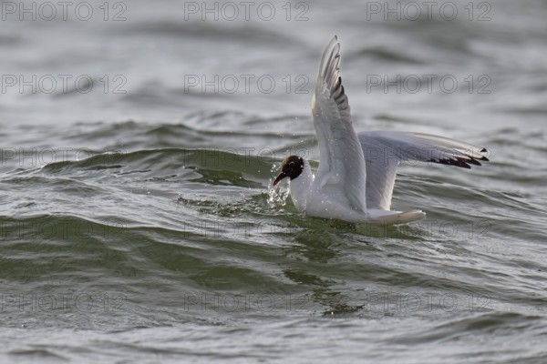 Black-headed gull (Chroicocephalus ridibundus) in summer plumage, swimming on the sea surface,