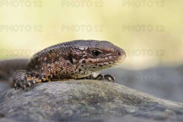 Portrait... Forest lizard (Zootoca vivipara), detailed close-up, North Rhine-Westphalia, Germany,