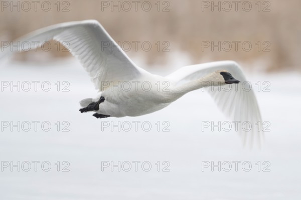 In flight... Trumpeter Swan (Cygnus buccinator), flies over a frozen body of water in winter,