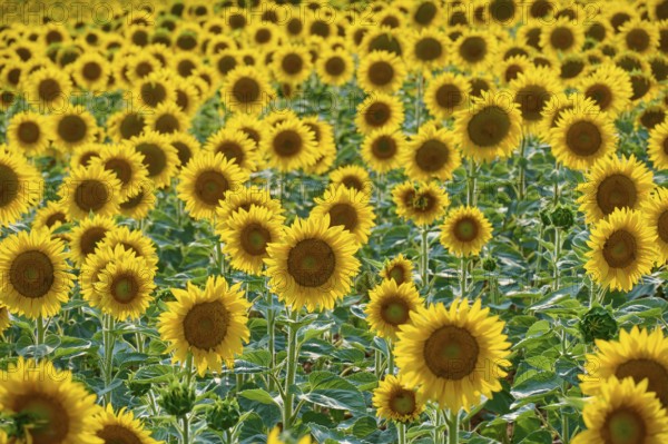 Sunflower field in close-up with intense yellow and green colours, summer, Thüngen, Main Spessart