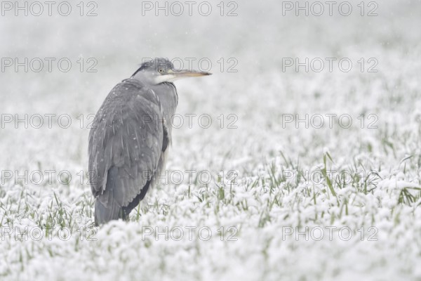 Grey heron (Ardea cinerea) stands in winter in heavy snowfall on a snow-covered meadow, in a field,