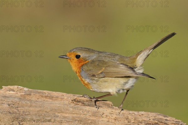 Commonly known songbird... The robin (Erithacus rubecula) is probably one of our best-known native