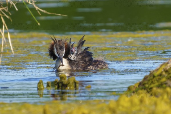 Great Crested Grebe with chicks on its back swimming calmly in the water, Great Crested Grebe,