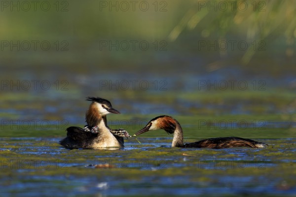 Two great crested grebes in the water in quiet interaction, surrounded by natural environment,