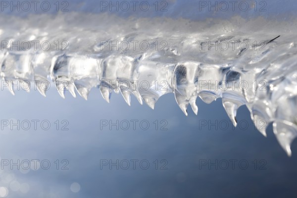 Fangs... Ice formations (winter flood 2020, 2021) formed by wind and water on a fence wire after