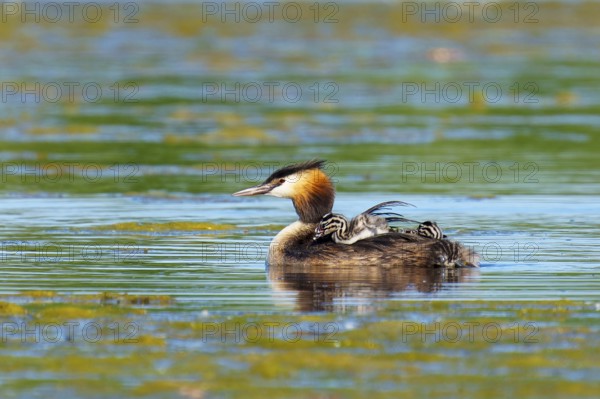 A bird in a wide body of water with young offspring, the scenery looks calm and relaxed, Great