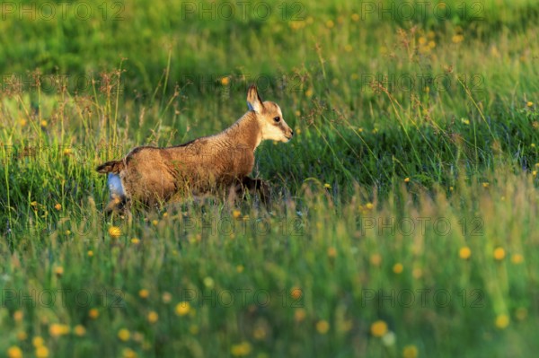 A young chamois running through a flowering meadow, chamois, chamois, (Rupicapra rupicaprae),