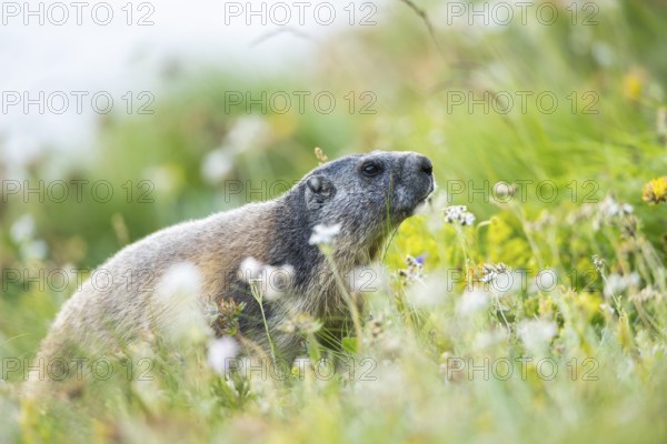 Alpine marmot (Marmota marmota) in autumn, Grossglockner, High Tauern National Park, Austria,
