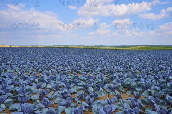 Sprawling field with red cabbage plants under a blue sky with white clouds, Hausen, Würzburg