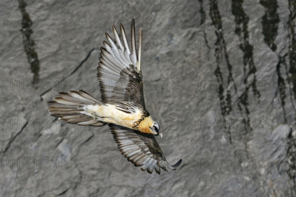 In all its splendour... Bearded vulture (Gypaetus barbatus) in front of a rock face in the Valais
