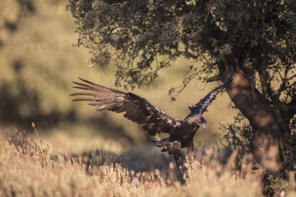 Iberian Eagle (Aquila adalberti), Spanish imperial eagle, Extremadura, Castilla La Mancha, Spain,