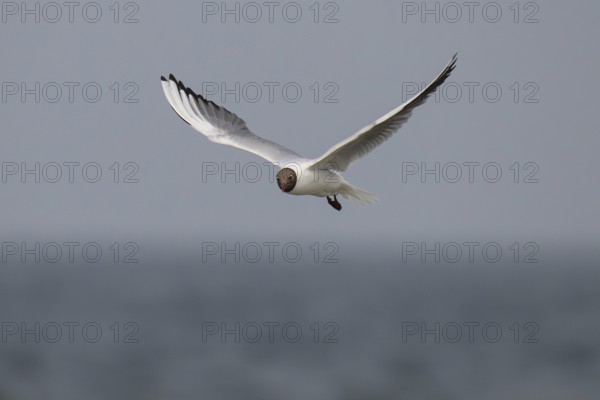 Black-headed gull (Chroicocephalus ridibundus) in summer plumage, flying above the sea surface,