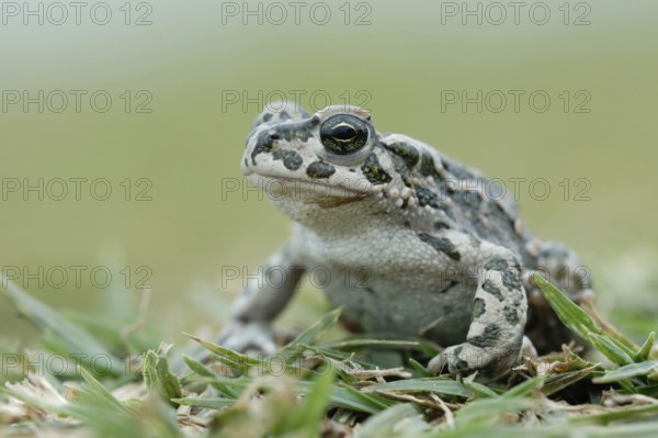 Nice to look at... Green toad (Bufo viridis), toad in the grass, rare toad species, its typical