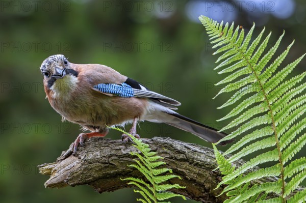 Eurasian jay, European jay (Garrulus glandarius, Corvus glandarius) perched on tree branch with