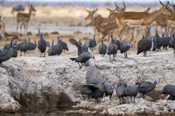 Helmeted guinea fowl (Numida meleagris), flock at the waterhole, Nxai Pan National Park, Botswana,