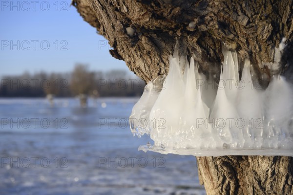 Natural flood level indicator... Bislicher Insel (winter flood 2020, 2021), ice rings on the trees