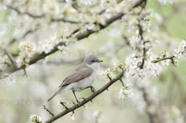 In the flowering hawthorn... Rattling warbler (Sylvia curruca) native songbird in the typical