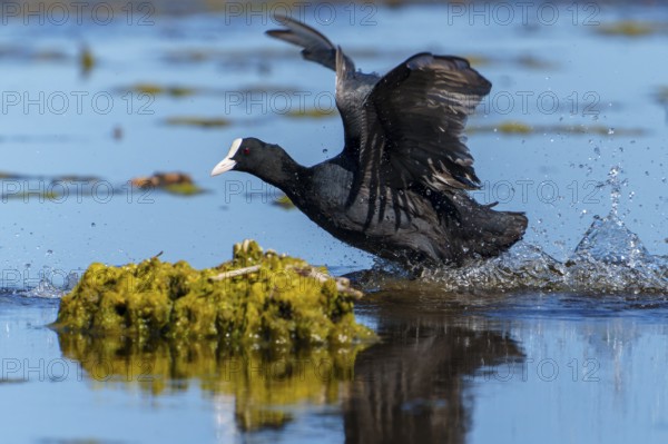 Eurasian Coot running across the water with wings spread while plants can be seen in the water,