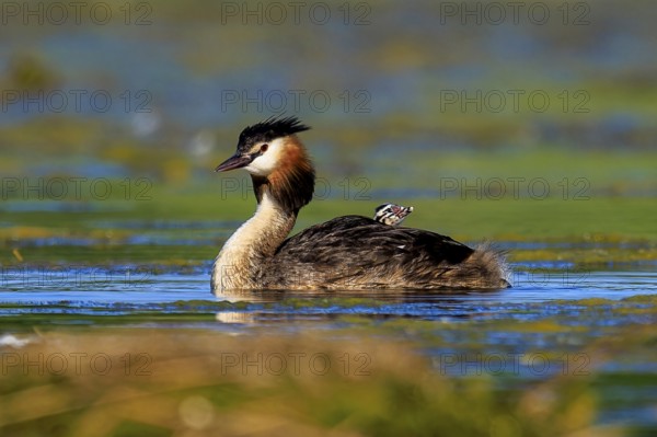 A great crested grebe swimming on a lake surrounded by natural vegetation, Great crested grebe,