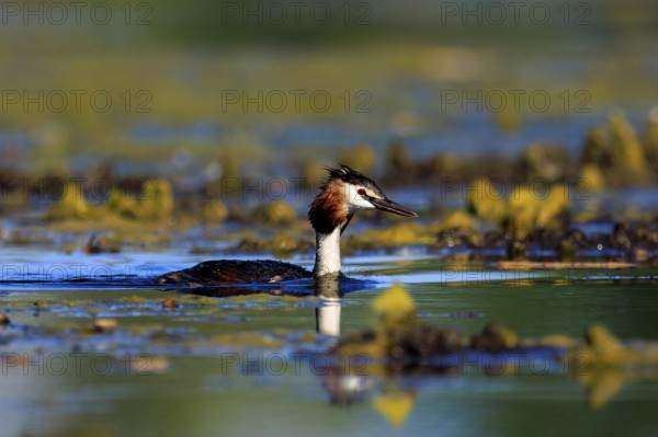 A great crested grebe swims in clear water surrounded by green vegetation and reflections, Great