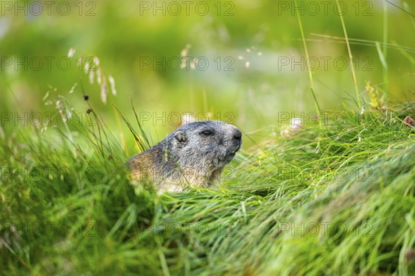 Alpine marmot (Marmota marmota) in autumn, Grossglockner, High Tauern National Park, Austria,