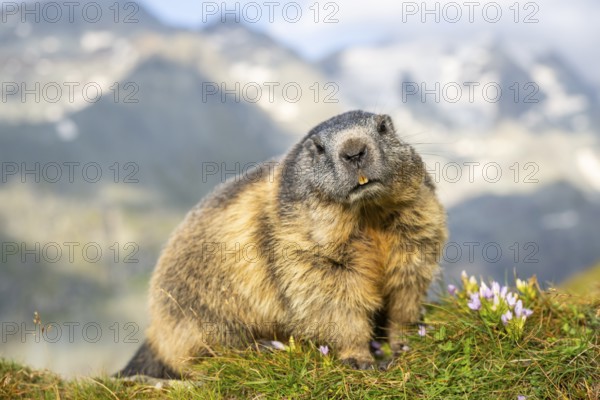 Alpine marmot (Marmota marmota) in autumn, Grossglockner, High Tauern National Park, Austria,