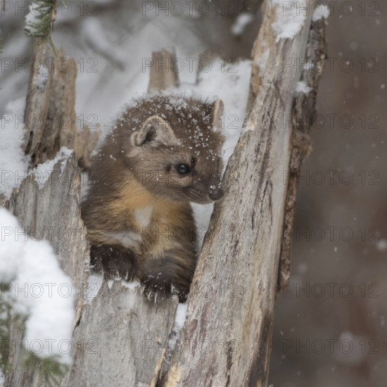 Pine marten, spruce marten (Martes americana) sitting in a broken tree in winter during snowfall,