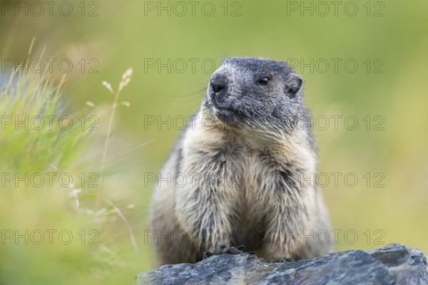 Alpine marmot (Marmota marmota) youngster in autumn, Grossglockner, High Tauern National Park,