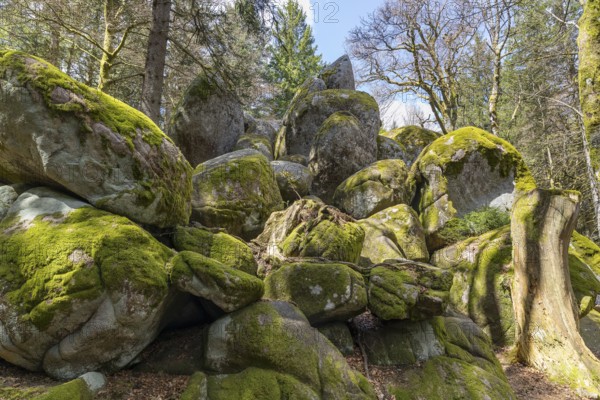 Granite rock Günterfelsen near the source of the Danube, Furtwangen in the Black Forest,