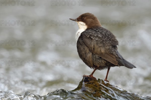 By a rushing stream... White-throated Dipper (Cinclus cinclus) sits on a stone washed over by water