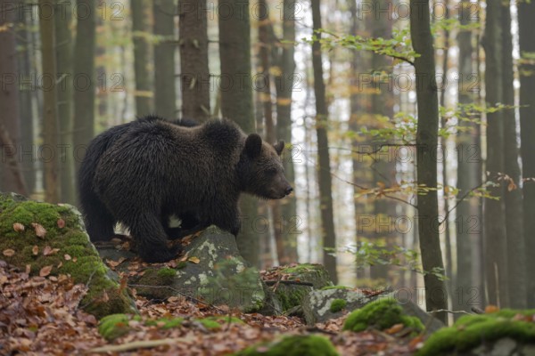Early in the morning... European brown bear (Ursus arctos) standing on a slope on some rocks in the