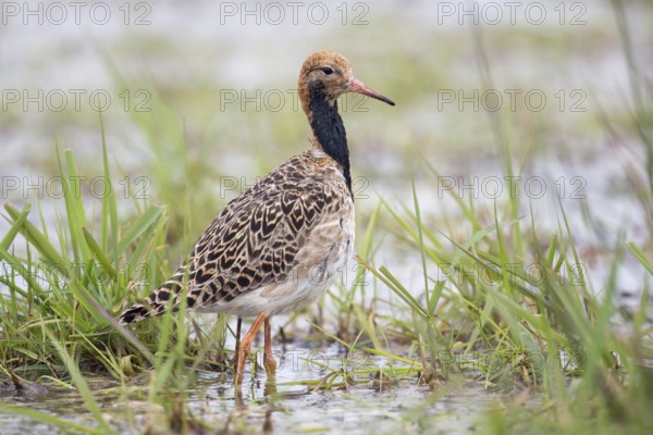 Elegant... Ruff (Philomachus pugnax) in spring during migration, regular migrant in Germany, almost