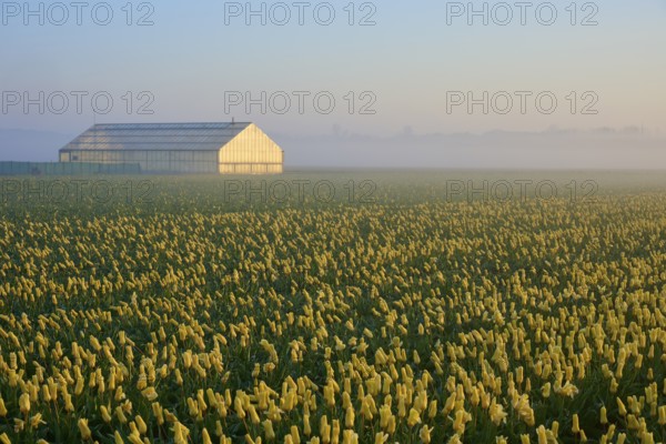 Greenhouse at the edge of a huge tulip field at sunrise and fog, Sassenheim, province of South