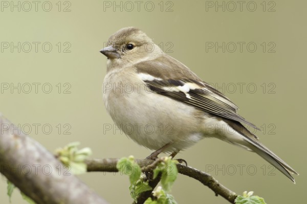 Female chaffinch in spring... Chaffinch (Fringilla coelebs), adult bird, common, well-known native