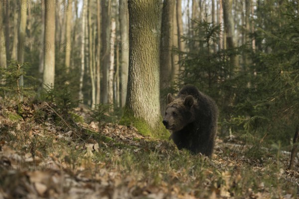 Roaming... European brown bear (Ursus arctos), young bear, young wandering through a forest, native