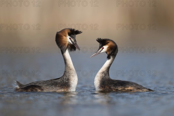 Shaking their heads... Great Crested Grebe (Podiceps Scalloped ribbonfish), couple in courtship,