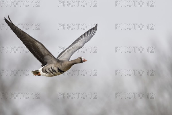 Flight photo... White-fronted goose (Anser albifrons), flying goose, wild goose in flight on the