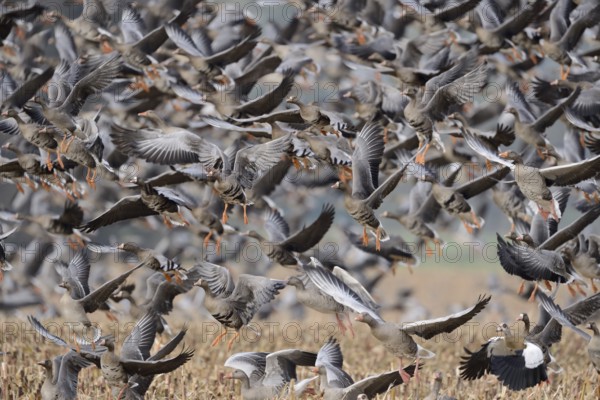 Wild geese, mainly white-fronted geese (Anser albifrons) fly up in panic after a disturbance, large
