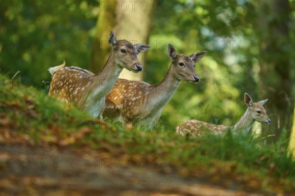 Fallow deer (Dama dama), female, group of fallow deer with fawn looking around attentively in the