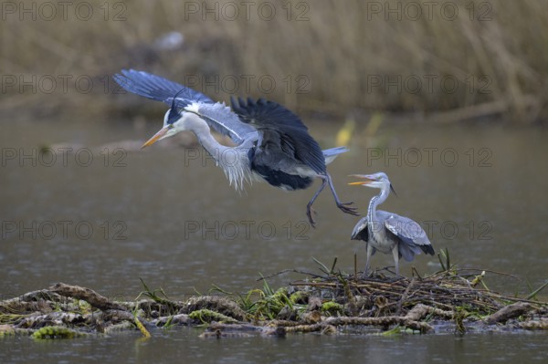 Grey heron (Ardea cinerea), copula, nest on floating roots of water lily in front of reeds, Neckar