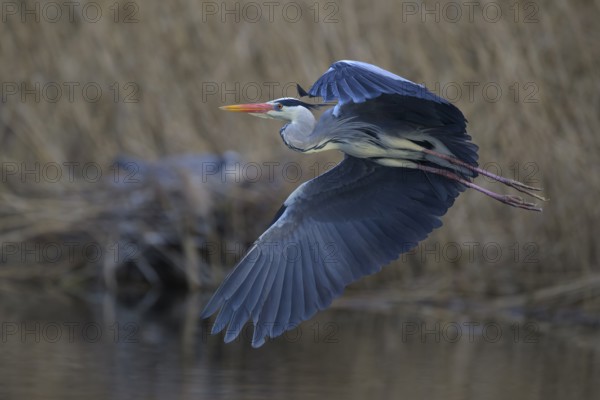 Grey heron (Ardea cinerea), in flight, heron breeding in the reeds behind, Neckar valley,