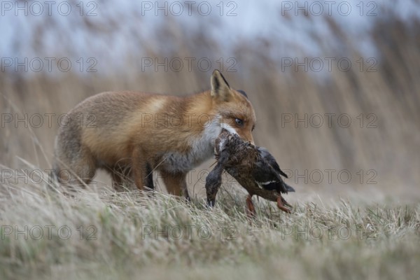 With mallard... Red fox (Vulpes vulpes), fox with prey in catch, has captured a duck, successful