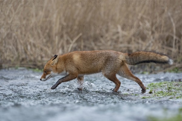 Off through the water... Red fox (Vulpes vulpes) running through a stream, crossing a body of
