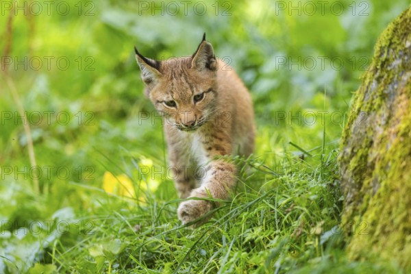 Eurasian lynx (Lynx lynx) youngster on a meadow, Bavaria, Germany, Europe