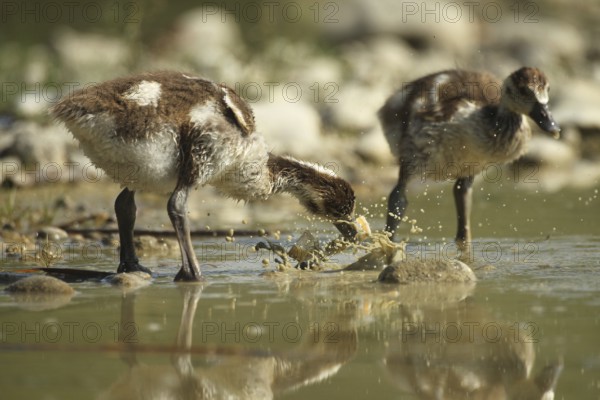 Egyptian goose (Alopochen aegyptiaca) young bird eating fish waste in a gravel pit, Allgäu,
