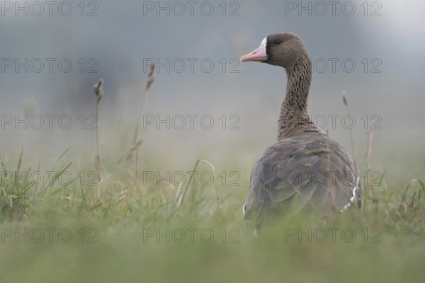 Looking round... White-fronted goose (Anser albifrons), wintering wild goose in the tall grass of a