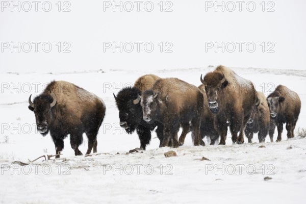 Small herd of bison... American Bison (Bison bison), bison move through the snow-covered landscape