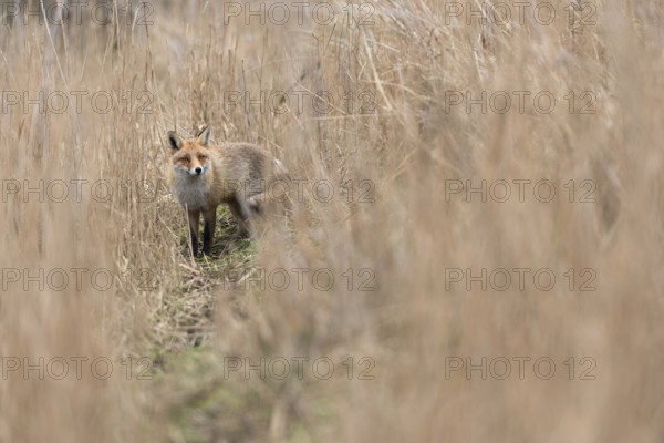 Caution... Red fox (Vulpes vulpes) standing on a fox pass in high, dry reed grass. is suspicious,
