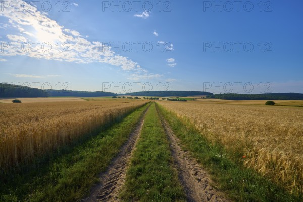 A field path leads through golden grain fields under a bright blue sky with few clouds, summer,